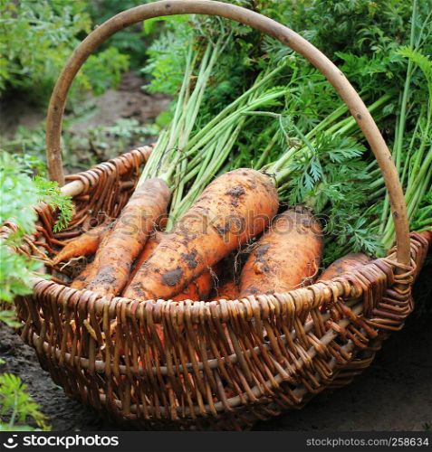 Harvesting carrots. Fresh carrots lying in basket. Fresh carrots picked from the garden.Organic food concept.