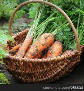 Harvesting carrots. Fresh carrots lying in basket. Fresh carrots picked from the garden.Organic food concept.