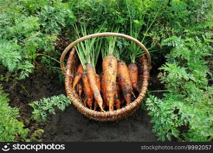 Harvesting carrots. Fresh carrots lying on ground. Fresh carrots picked from the garden.Organic food concept.. Harvesting carrots. Fresh carrots lying on ground.