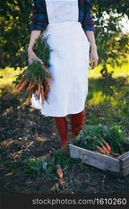 harvesting carrots. girl picks carrots in the garden
