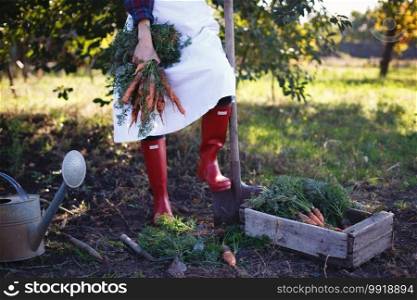 harvesting carrots. girl picks carrots in the garden 