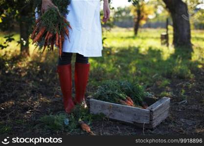 harvesting carrots. girl picks carrots in the garden 