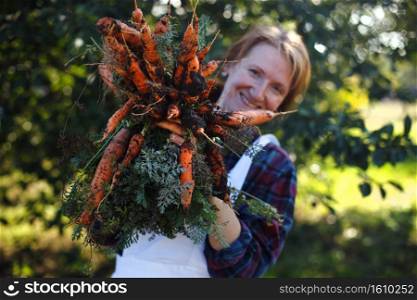 harvesting carrots. Happy girl picks carrots in the garden 