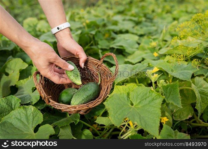 Harvesting cucumbers in the garden. The girl collects cucumbers in a wooden basket. Harvesting cucumbers in the garden. The girl collects cucumbers in a wooden basket.