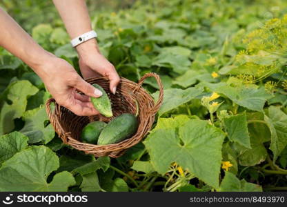 Harvesting cucumbers in the garden. The girl collects cucumbers in a wooden basket. Harvesting cucumbers in the garden. The girl collects cucumbers in a wooden basket.