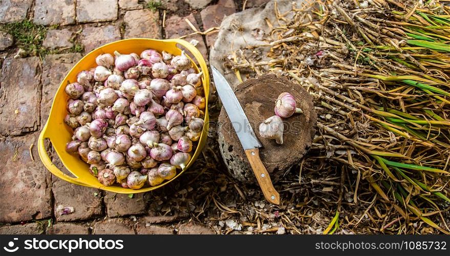 Harvesting, drying and processing garlic on the farm, for convenience using a knife and a wooden stump. Growing organic vegetables in the field.. Harvesting, drying and processing garlic on the farm.