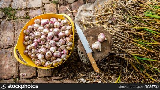 Harvesting, drying and processing garlic on the farm, for convenience using a knife and a wooden stump. Growing organic vegetables in the field.. Harvesting, drying and processing garlic on the farm.
