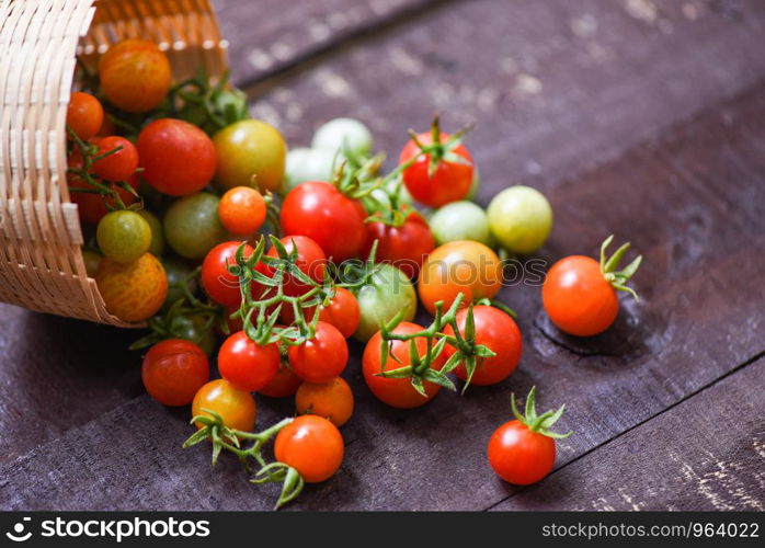 Harvesting fresh tomato organic with green and ripe red tomatoes in basket on dark wooden background