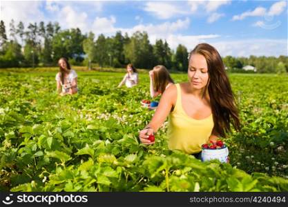 Harvesting girl on the strawberry field. Focus on her and behind group of girls, horizontal format