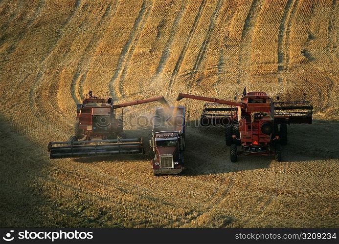 Harvesting golden wheat, Washington state
