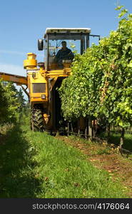 Harvesting Grapes in a vineyard near Sutton Forest, on the Southern Highlands of New South Wales, Australia