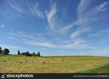 Harvesting hay.summer field of hay bales