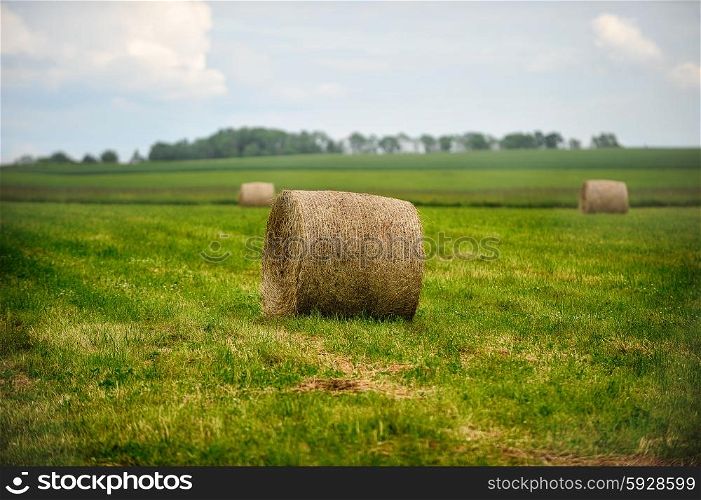 Harvesting hay. summer field of hay bales