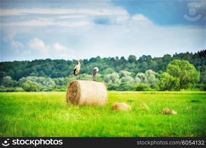 Harvesting hay. summer field of hay bales