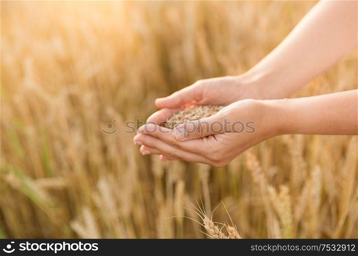 harvesting, nature, agriculture and prosperity concept - hands holding ripe wheat grain on cereal field. hands holding ripe wheat grain on cereal field