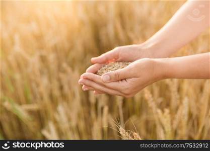 harvesting, nature, agriculture and prosperity concept - hands holding ripe wheat grain on cereal field. hands holding ripe wheat grain on cereal field