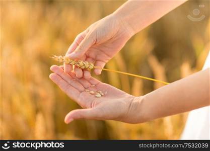 harvesting, nature, agriculture and prosperity concept - hands peeling ripe wheat spickelet&rsquo;s shell on cereal field. hands peeling spickelet&rsquo;s shell on cereal field