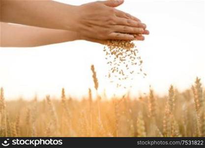 harvesting, nature, agriculture and prosperity concept - hands pouring ripe wheat grain on cereal field. hands pouring ripe wheat grain on cereal field