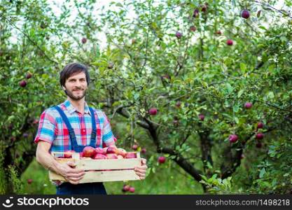 Harvesting of apples. A man working in the garden. Organic apples.. Harvesting of apples. A man working in the garden.