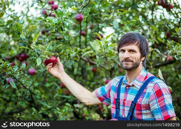 Harvesting of apples. A man working in the garden. Organic apples.. Harvesting of apples. A man working in the garden.