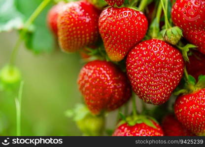 Harvesting of fresh ripe big organic red strawberry fruit in own garden. Banner with strawberry plants in a planthouse.. Fresh red strawberry fruit