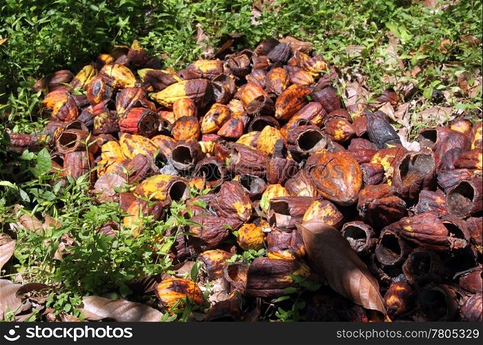 Harvesting of ripe cocoa beans in island Grenada