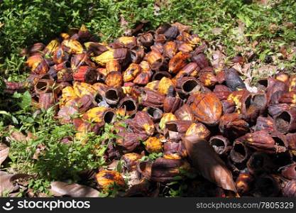 Harvesting of ripe cocoa beans in island Grenada