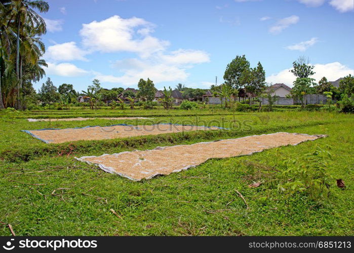 Harvesting rice in the rice fields on Java Indonesia Asia