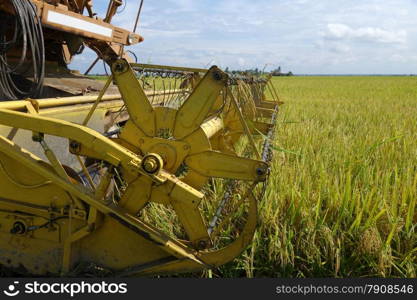 Harvesting ripe rice on paddy field under the blue sky. Harvesting ripe rice on paddy field