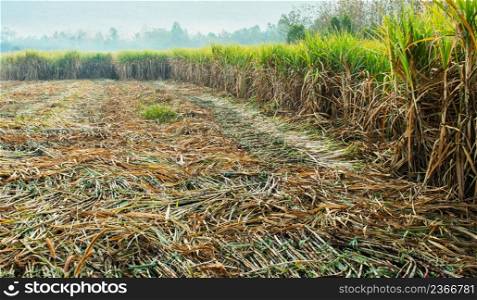 Harvesting sugarcane in field. agriculture concept