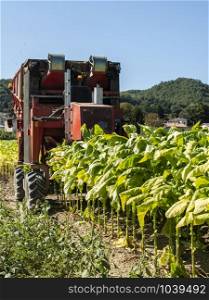 Harvesting tobacco leaves with harvester tractor. Tobacco plantation. Growing tobacco industrially. Sunlight.