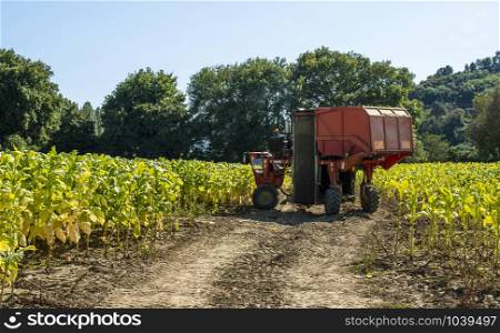Harvesting tobacco leaves with harvester tractor. Tobacco plantation. Growing tobacco industrially. Sunlight.