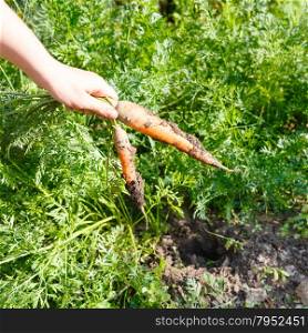 harvesting - Two picked carrots in hand outdoors with green garden on background