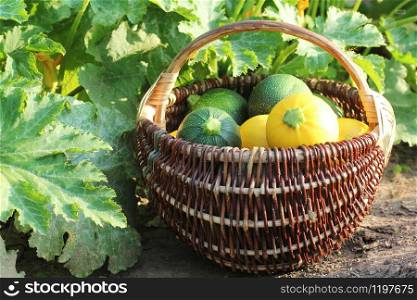 Harvesting zucchini. Fresh squash lying in basket. Fresh squash picked from the garden. Organic food concept .