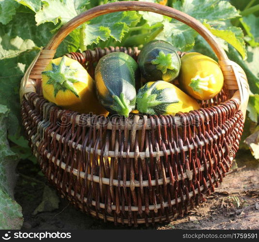 Harvesting zucchini. Fresh squash lying in basket. Fresh squash picked from the garden. Organic food concept .