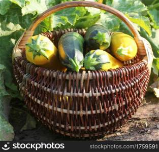 Harvesting zucchini. Fresh squash lying in basket. Fresh squash picked from the garden. Organic food concept .