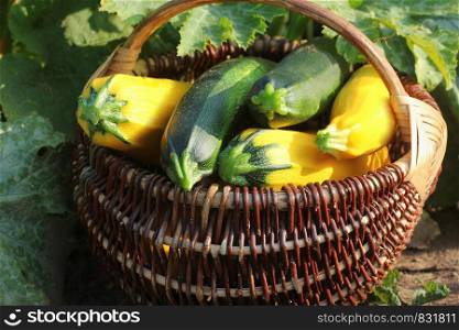 Harvesting zucchini. Fresh squash lying in basket. Fresh squash picked from the garden. Organic food concept .. Harvesting zucchini. Fresh squash lying in basket. Fresh squash picked from the garden. Organic food concept