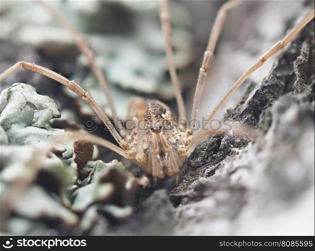 harvestman spider on tree bark