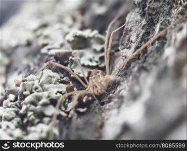 harvestman spider on tree bark