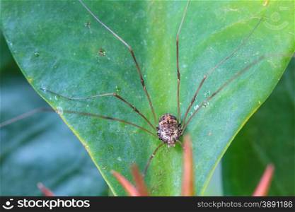 Harvestman spider or daddy longlegs close up on tree in forest