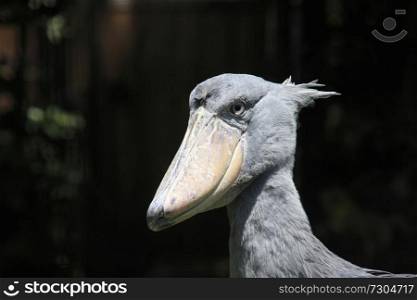 HASHIBIROKO Bird