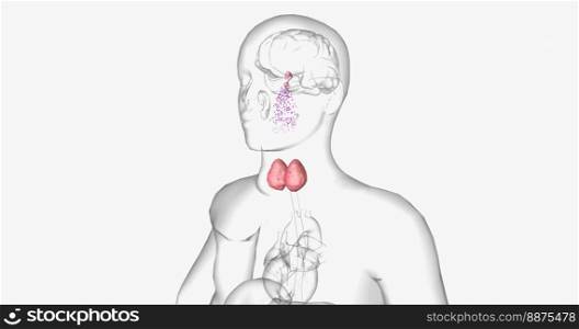 Hashimoto&rsquo;s thyroiditis is an autoimmune condition characterized by inadequate production of thyroid hormones. 3D rendering. Hashimoto&rsquo;s thyroiditis is an autoimmune condition characterized by inadequate production of thyroid hormones.