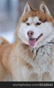 haski dog animal closeup face portrait