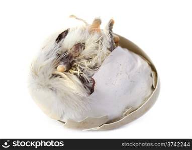 hatching of a chick in front of white background