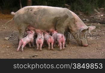 Hausschwein, Sau mit Ferkel