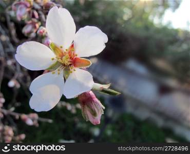 Having regard nearby flower of almond
