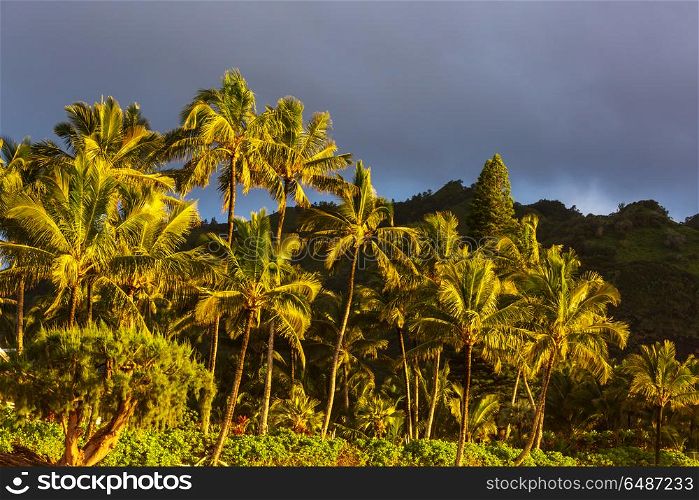 Hawaii. Picturesque view of Hawaii island