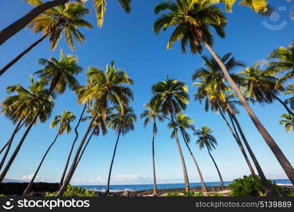 Hawaiian beach. Amazing hawaiian beach