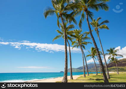 Hawaiian beach. Amazing hawaiian beach