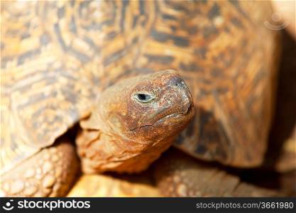 hawaiian turtle